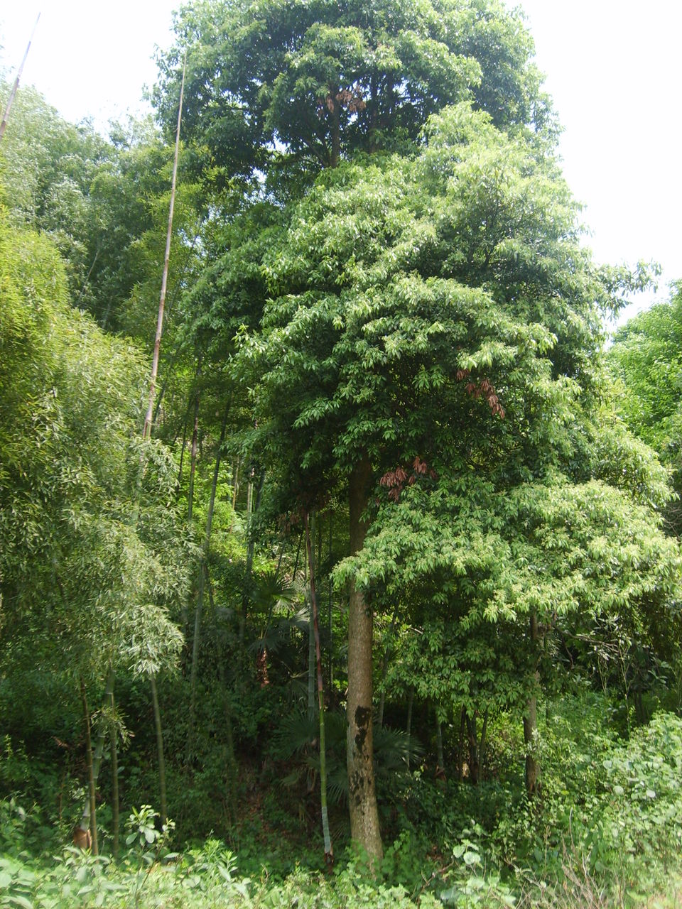 楠木镇楠木树