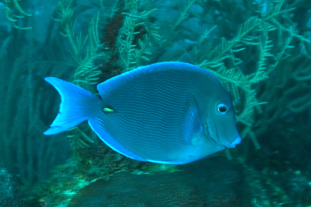  p>蓝刺尾鱼(学名:acanthurus coeruleus).此鱼体呈卵圆形.