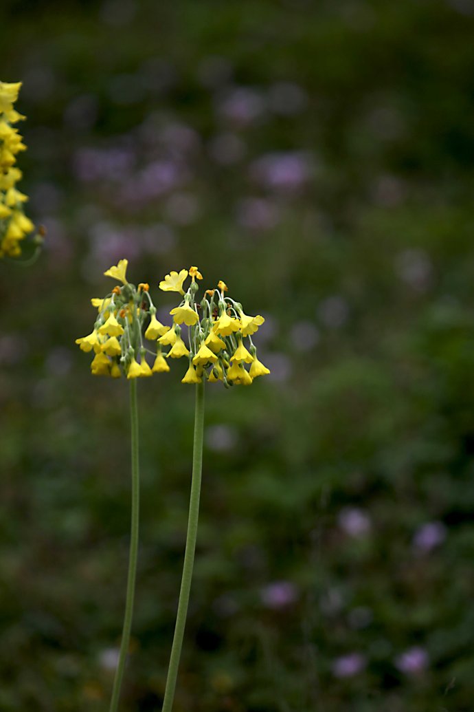  p>巨伞钟报春(学名: i>primula asarifolia /i> fletcher)是报春花科