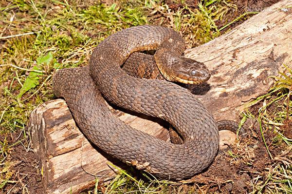  p>水蛇,又叫 a target="_blank" href="/item/红点锦蛇/6377914"