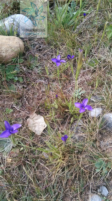gentianopsis grandis (h. smith) ma