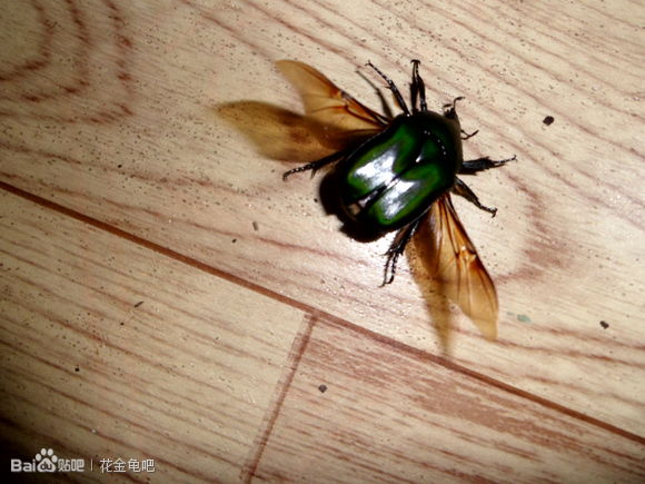 日拟阔花金龟,异名日铜罗花金龟<p data