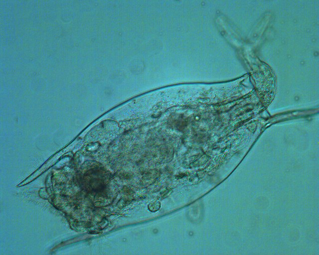 p>蛭形轮虫是一种 a target="_blank" href="/item/无性繁殖/4644194
