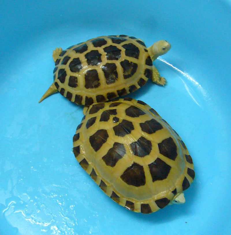  p data-id="gnwnt3ljl1">池龟是水龟科(emydidae)淡水龟的统称,有时