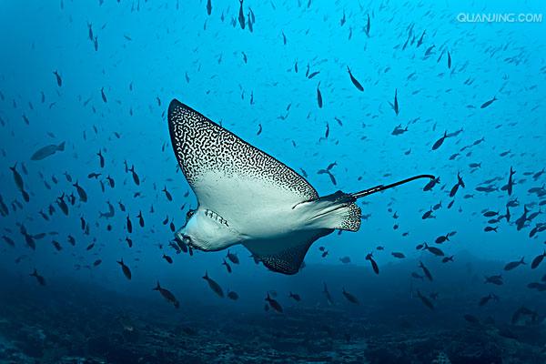  p>大燕魟成年 a href="#" data-lemmaid="4668806">雄性 /a>宽度155