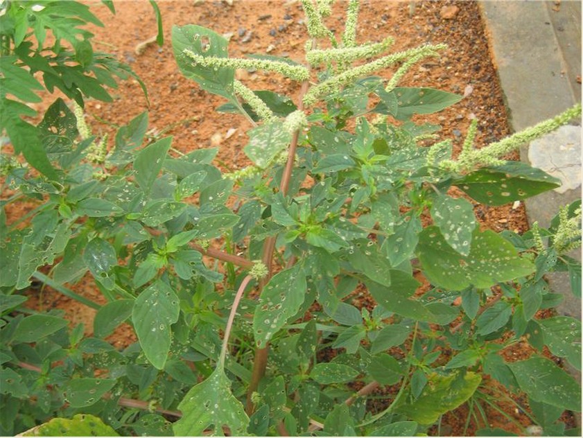 ">阳生植物,也称" a target="_blank" href="/item/阳性植物/2029923"