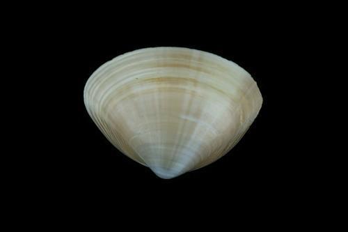 帘蛤目/7243779" data-lemmaid="7243779">帘蛤目 /a>,马珂蛤科类生物