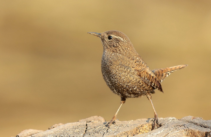 northern nightingale-wren