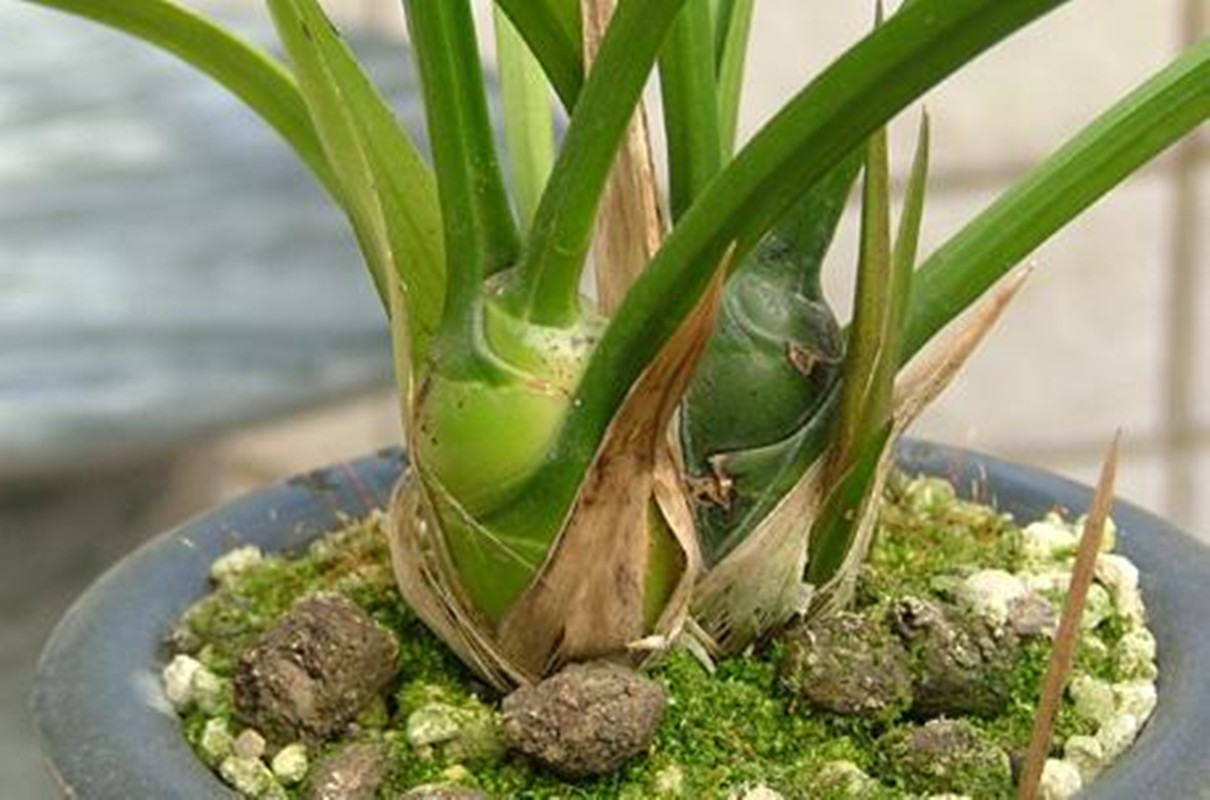  p>假鳞茎pseudobulb,指 a href="#" data-lemmaid="1122540">兰科 /a