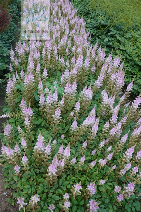 astilbe grandis