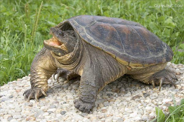  p>鳄龟是世界最大的淡水龟之一,也是北美洲最大的淡水龟,主要栖息在