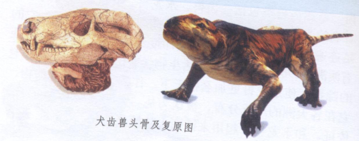 中国肯氏兽动物群