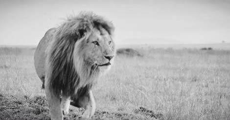 panthera leo melanochaitus