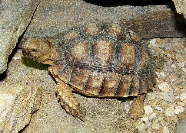  p>苏卡达陆龟(学名: i>centrochelys sulcata /i>):是爬行纲,龟鳖目