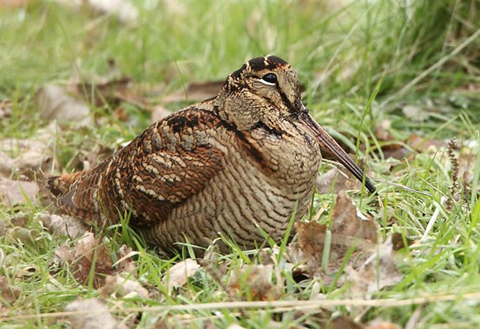  p>丘鹬(学名: i>scolopax rusticola /i>)体长35厘米,是一种 a