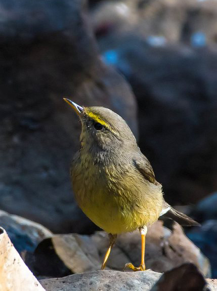 phylloscopus griseolus blyth