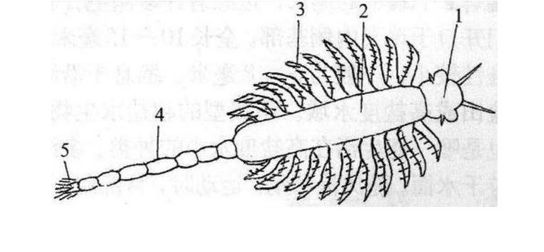 也称盐水丰年虫,盐虫子,丰年虾