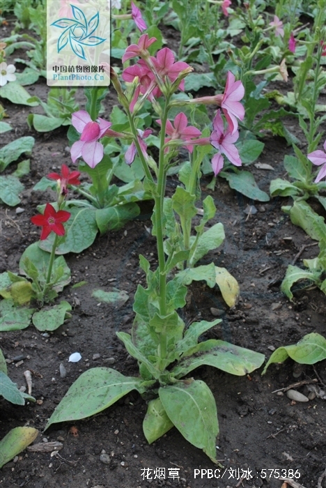  p>花烟草(学名: i>nicotiana alata /i> link et otto)是茄科,烟草属