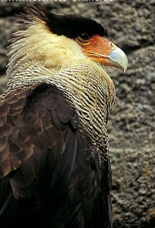  p>凤头卡拉鹰(学名:caracara )亦称 a href="#">凤头巨隼 /a>,共有