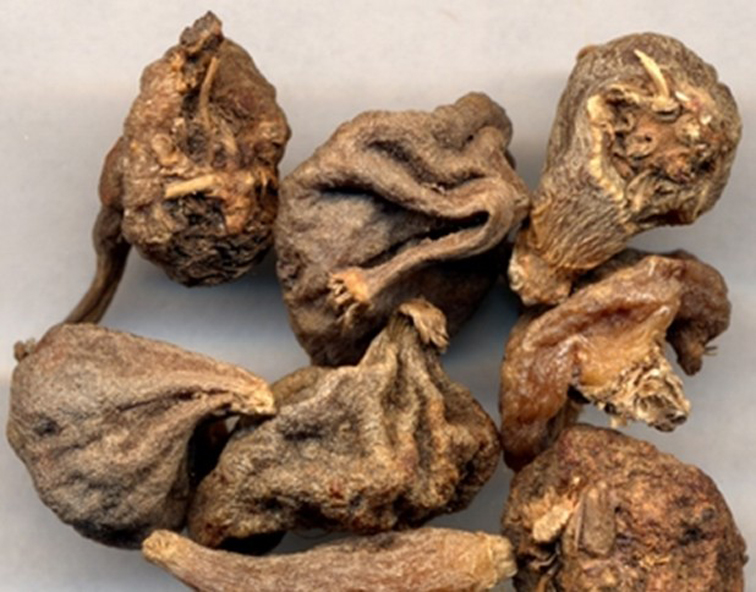山慈菇味甘,微辛,性凉.具有清