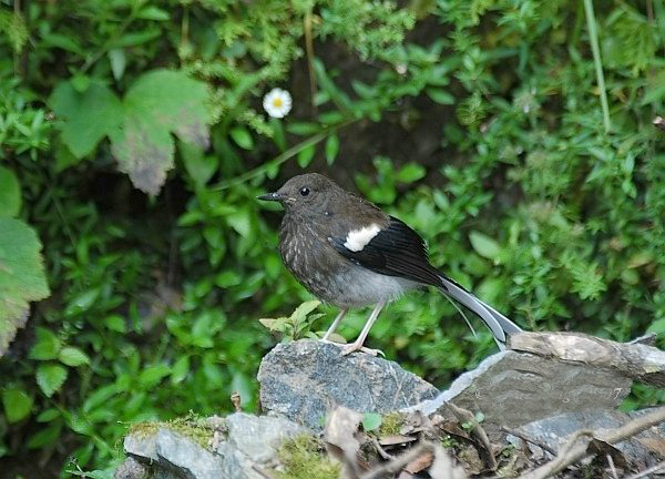  p>斑背燕尾(学名: i>enicurus maculatus /i>)是鹟科,燕尾属中型鸟类