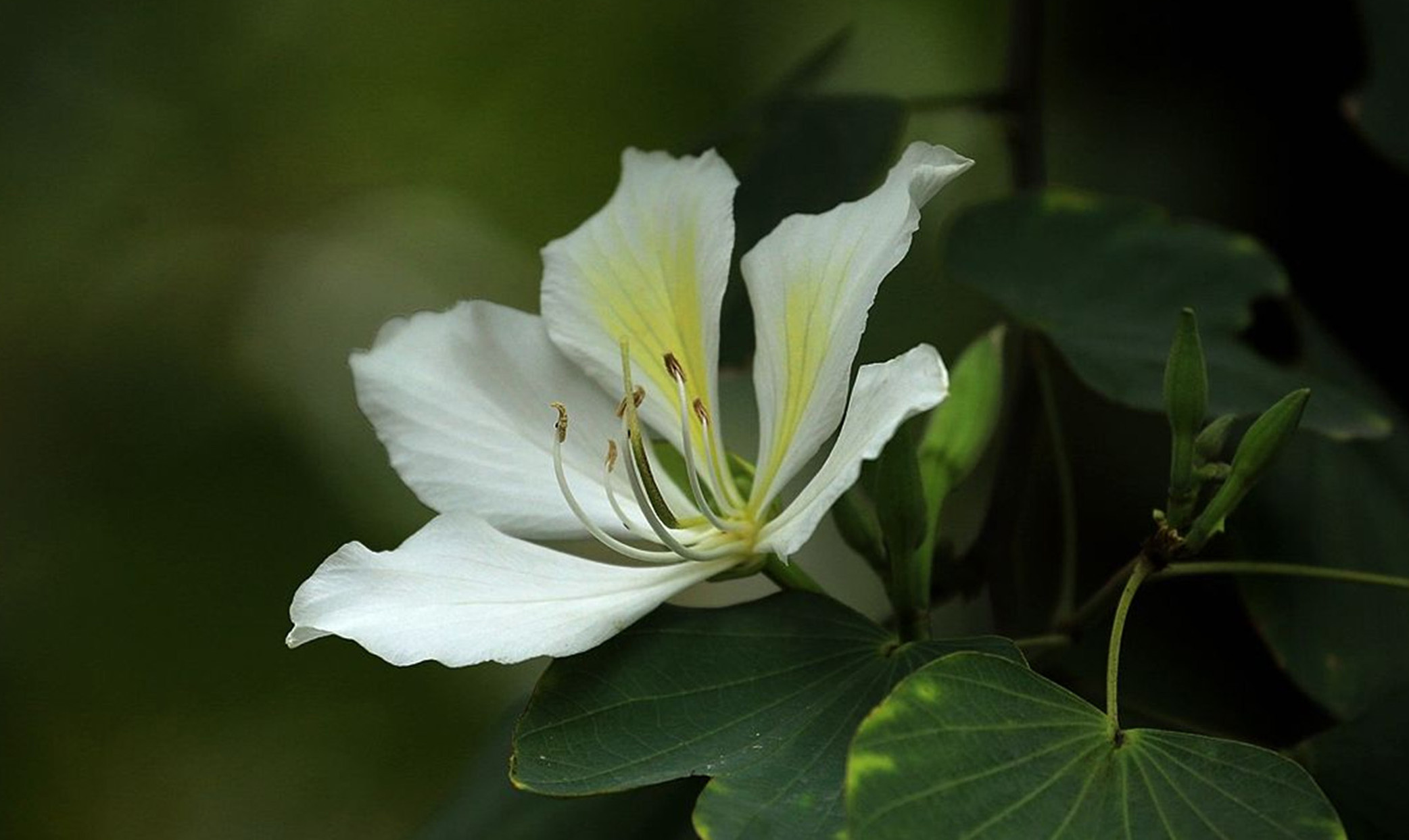  p>白花羊蹄甲(学名: i>bauhinia  /i> i>acuminata /i> i>  /i>l.