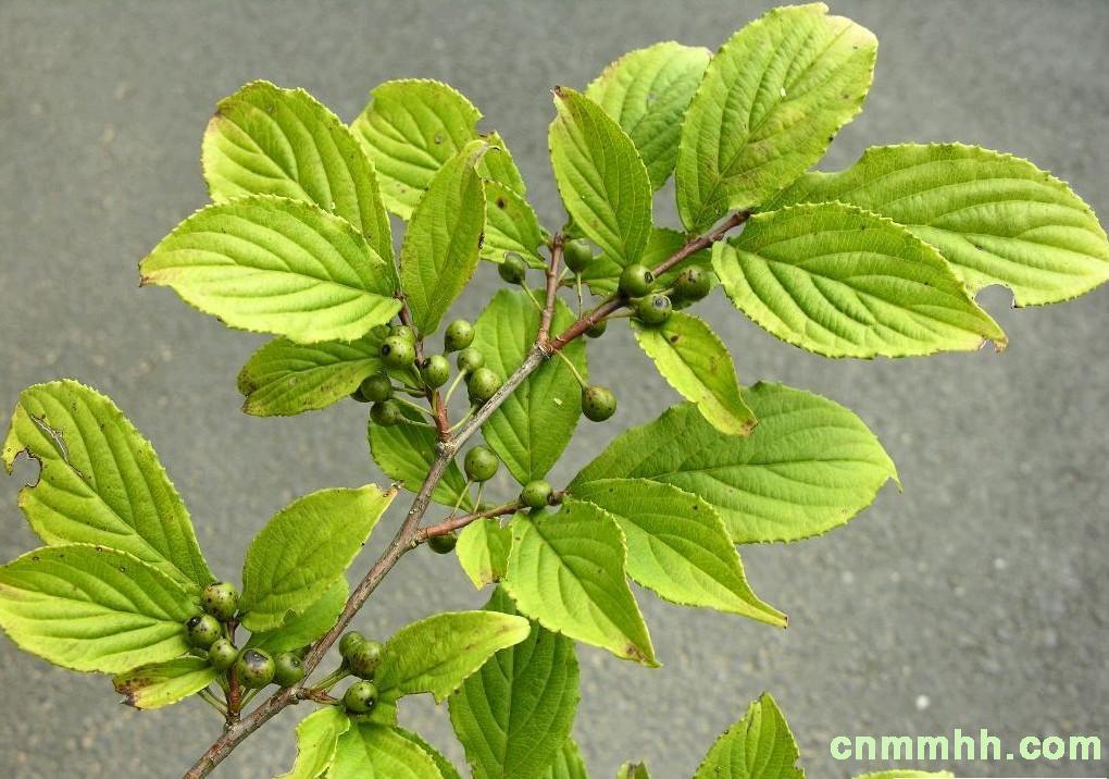  p> b>西藏鼠李 /b>(学名: b> i>rhamnus xizangensis /i> /b>),为 a