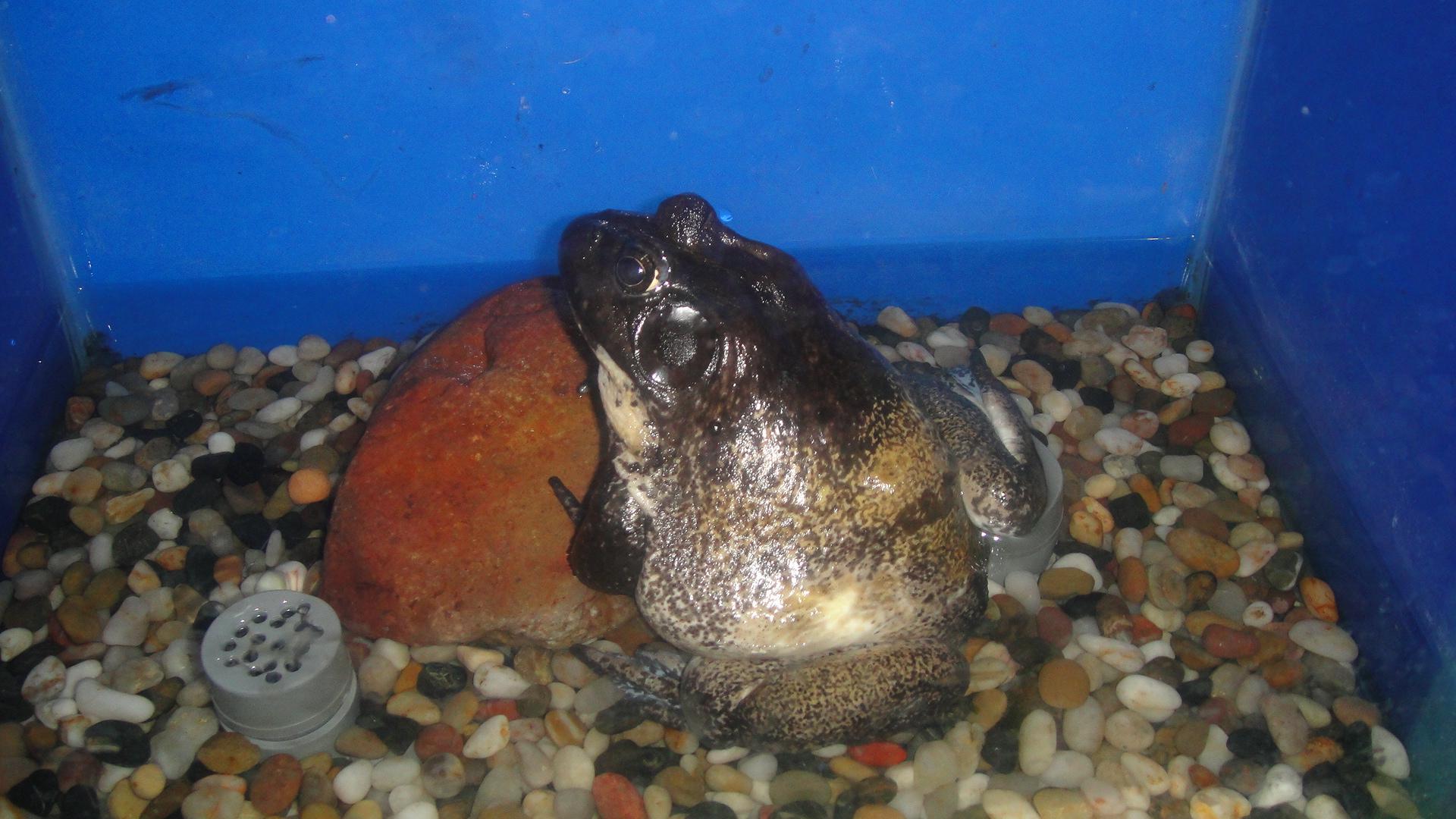  p>牛蛙( i>rana catesbiana  /i>shaw)属于 a target="_blank" href=