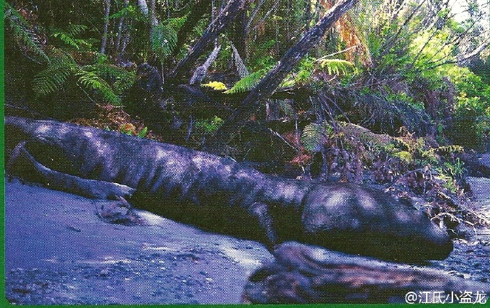  p>霸王蝾螈( róng yuán),又名科尔鳄螈,巨蝾螈,是一种 a target="