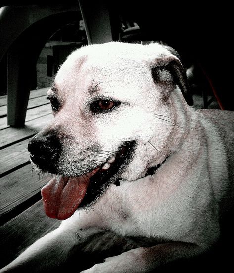  p>普通家犬,也称"家狗",是最常见的犬科 a target="_blank" href="