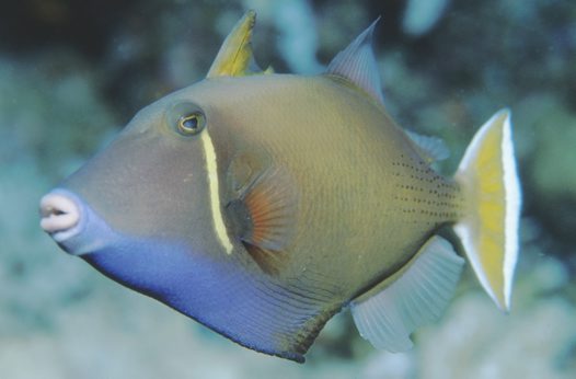 白肚炮弹也被作为一种观赏性鱼类. /p>