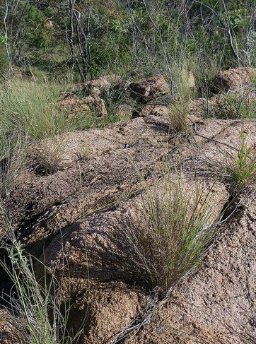  p>鹧鸪草(拉丁学名: i>eriachne pallescens  /i>r. br.