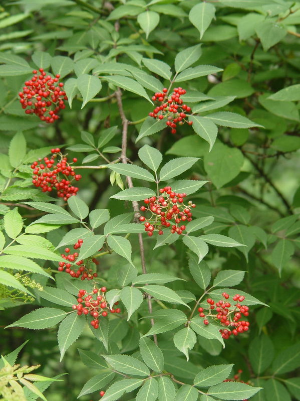 接骨木elder