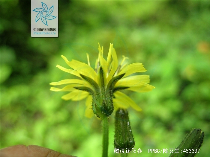 crepis elongata