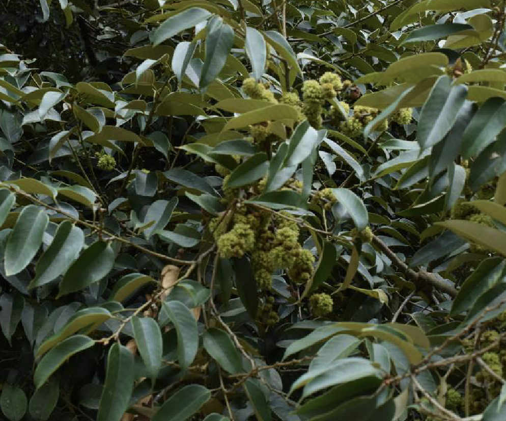 castanopsis faberi hance