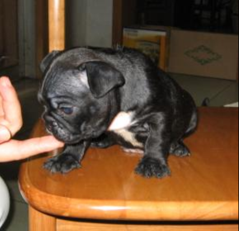 ="#" data-lemmaid="144602">英国 /a>,起源于19世纪,狗中最具有战斗