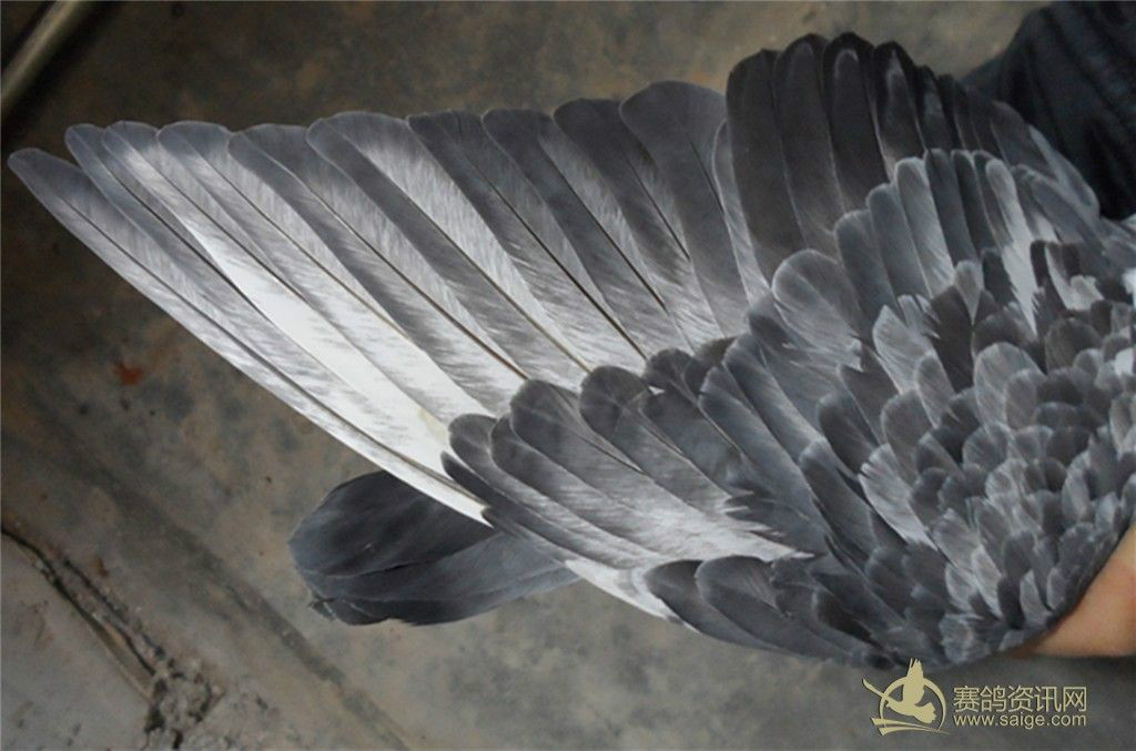 麒麟花鸽 /a>中的一个品种,是 a target="_blank" href="/item/信鸽