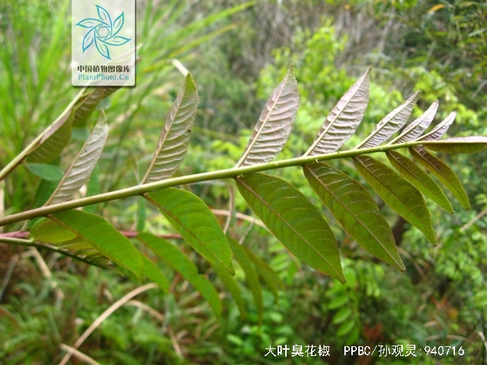  p>大叶臭花椒 驱风通,雷公木,刺椿木〔广西) zanthoxylum myriacan