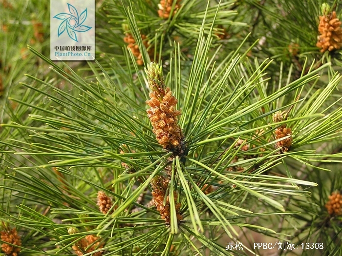  p>赤松( i>pinus densiflora /i> sieb. et zucc.