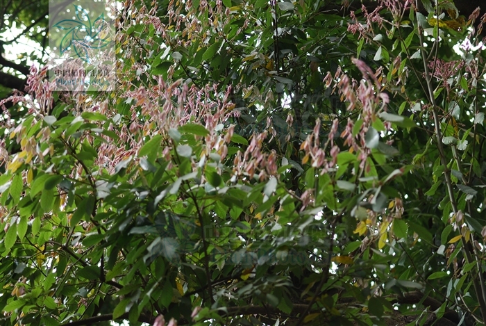  p>滇青冈,cyclobalanopsis glaucoides schotky,别名:滇椆,拟槠, a