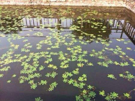 ="5267149">浮游藻类 /a>,包括蓝藻门 ,绿藻门,硅藻门,金藻门,黄藻门