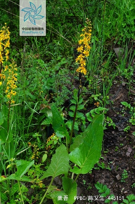  p>橐吾指的是多年生草本.根肉质,细而多.茎直立.
