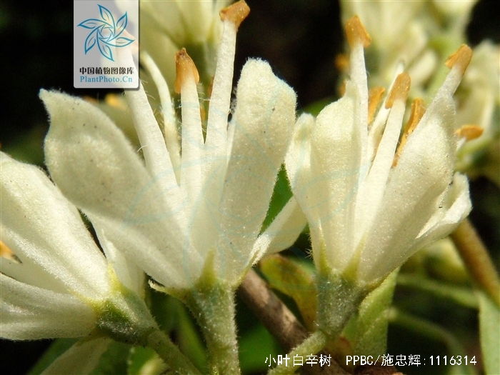 pterostyrax corymbosus sieb. et zucc.