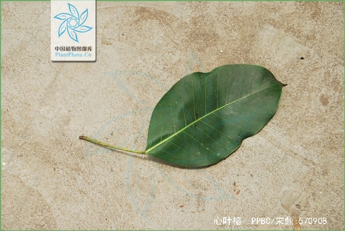 心叶榕