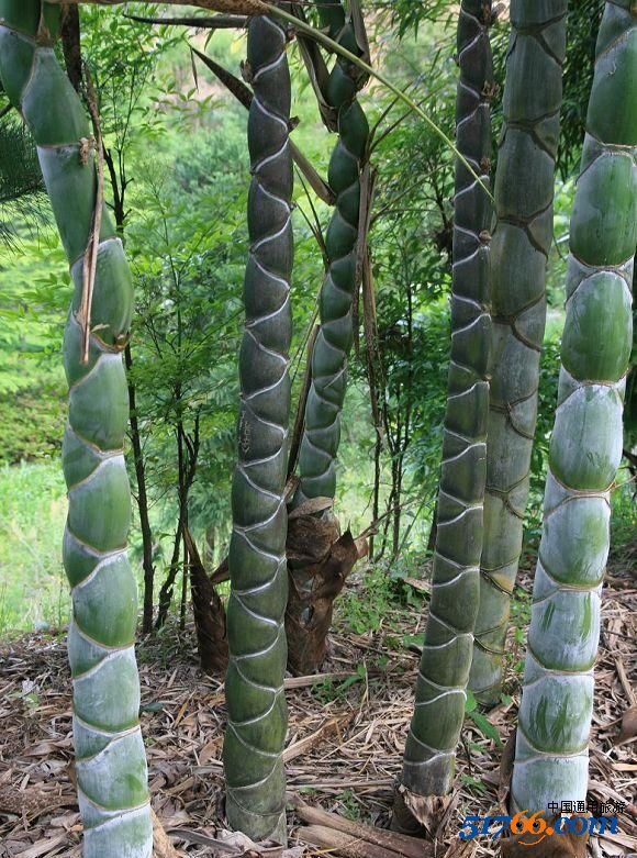 albociliata(munro)kurz), 别名:白缘毛硕竹,白纤毛滇竹,版纳龙竹.