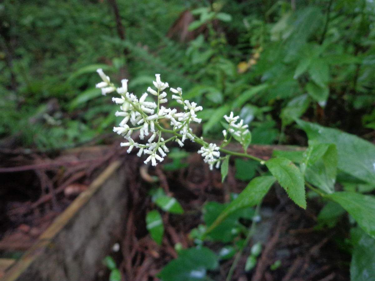  p>山冷水花(学名: i>pilea japonica /i> (maxim.) hand.-mazz.