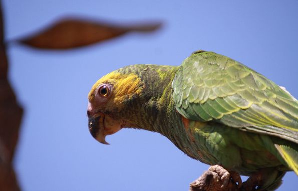  p>黄面鹦鹉(学名:poicephalus flavifrons)是典型的 a href="#" data