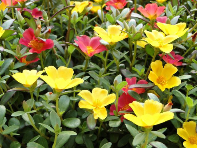 蚂蚱菜花