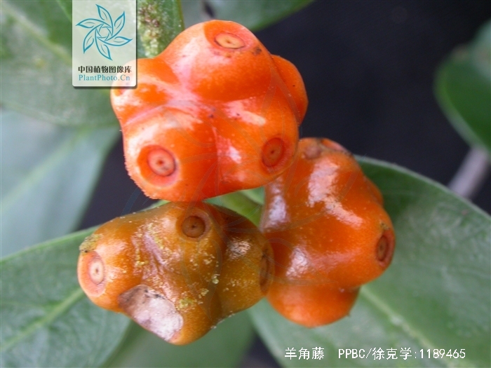  p data-id="gnbqobzbku">羊角藤, a target="