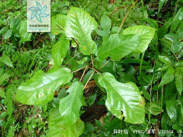  p> b>异叶榕 /b>(学名: i> b>ficus heteromorpha /b> /i>)为桑科榕